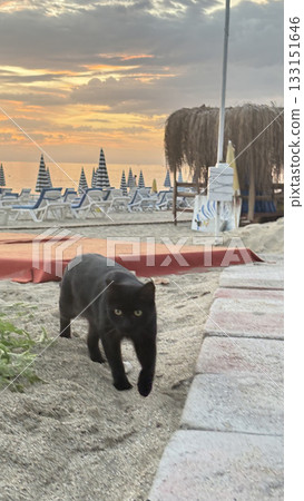 Cat relaxing planter.a cat sits in a flowerpot under a palm tree .High quality photo Cat relaxing planter.a cat sits in a flowerpot under a palm tree .High quality photo 133151646