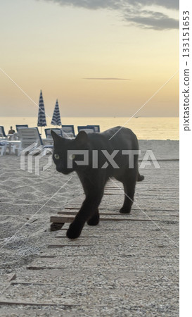 Cat relaxing planter.a cat sits in a flowerpot under a palm tree .High quality photo 133151653