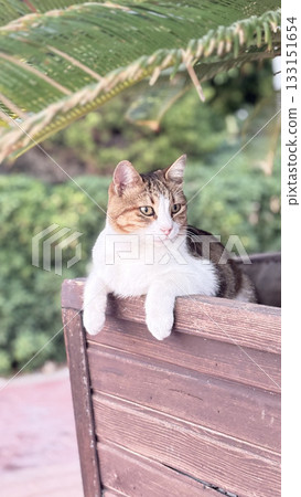 Cat relaxing planter.a cat sits in a flowerpot under a palm tree .High quality photo Cat relaxing planter.a cat sits in a flowerpot under a palm tree .High quality photo 133151654