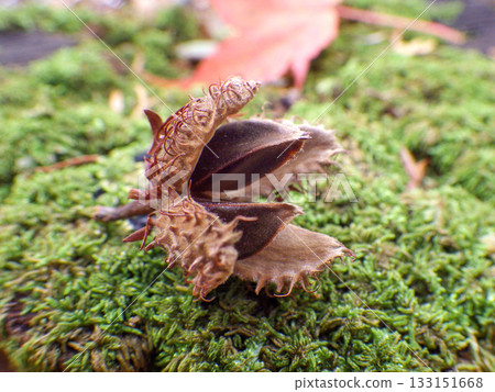 Beech nuts (the main food of bears) 133151668