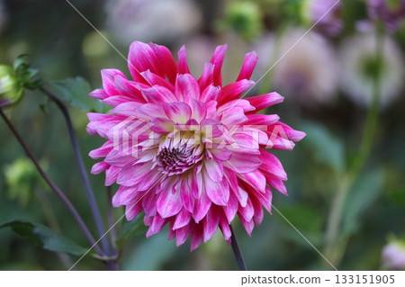 The dahlias are blooming beautifully. The dahlias are blooming beautifully. 133151905