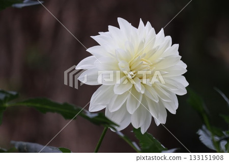 大麗花開得真美。 大麗花開得真美。 133151908