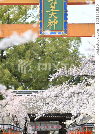 Cherry blossoms at Hirano Shrine in Kyoto, Spring 2024 133151929