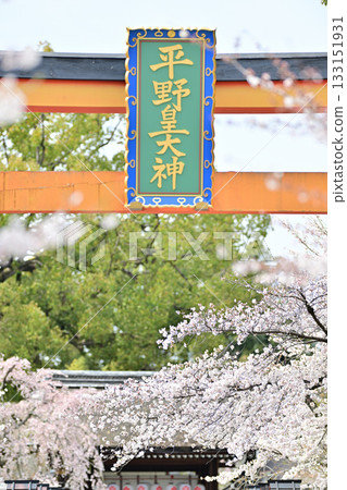 2024年春季，京都平野神社的櫻花盛開 133151931