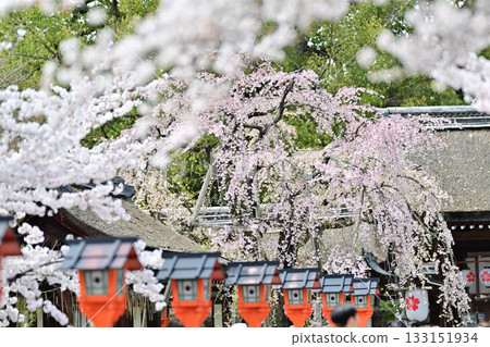 2024年春季，京都平野神社的櫻花盛開 133151934