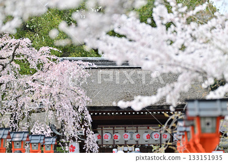 Cherry blossoms at Hirano Shrine in Kyoto, Spring 2024 Cherry blossoms at Hirano Shrine in Kyoto, Spring 2024 133151935