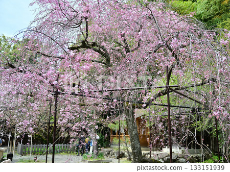2024年春季,京都平野神社的櫻花盛開 2024年春季,京都平野神社的櫻花盛開 133151939