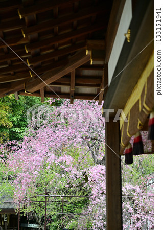2024年春季，京都平野神社的櫻花盛開 133151941