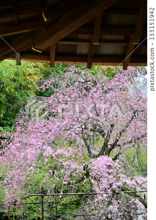 2024年春季，京都平野神社的櫻花盛開 133151942