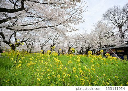 2024年春季,京都平野神社的櫻花盛開 2024年春季,京都平野神社的櫻花盛開 133151954