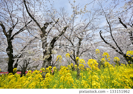 Cherry blossoms at Hirano Shrine in Kyoto, Spring 2024 Cherry blossoms at Hirano Shrine in Kyoto, Spring 2024 133151962