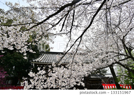 Cherry blossoms at Hirano Shrine in Kyoto, Spring 2024 133151967