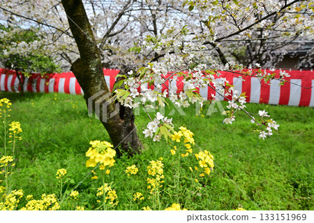 Cherry blossoms at Hirano Shrine in Kyoto, Spring 2024 Cherry blossoms at Hirano Shrine in Kyoto, Spring 2024 133151969
