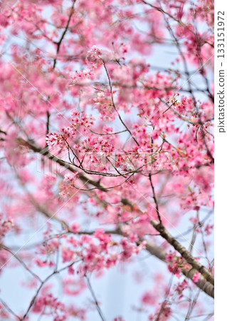 2024年春季，京都平野神社的櫻花盛開 133151972
