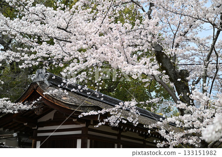 Cherry blossoms at Hirano Shrine in Kyoto, Spring 2024 Cherry blossoms at Hirano Shrine in Kyoto, Spring 2024 133151982