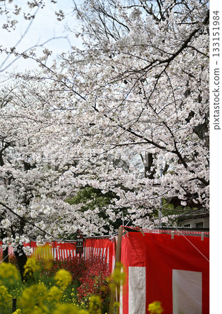 2024年春季，京都平野神社的櫻花盛開 133151984