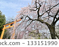 Cherry blossoms at Hirano Shrine in Kyoto, Spring 2024 133151990