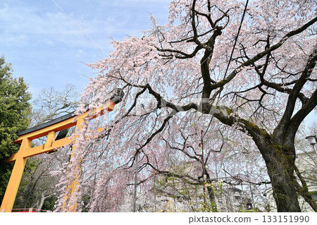 2024年春季，京都平野神社的櫻花盛開 133151990