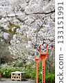 Cherry blossoms at Hirano Shrine in Kyoto, Spring 2024 133151991