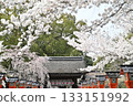 Cherry blossoms at Hirano Shrine in Kyoto, Spring 2024 133151992