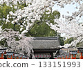 Cherry blossoms at Hirano Shrine in Kyoto, Spring 2024 133151993