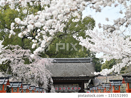 2024年春季，京都平野神社的櫻花盛開 133151993