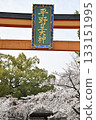 Cherry blossoms at Hirano Shrine in Kyoto, Spring 2024 133151995