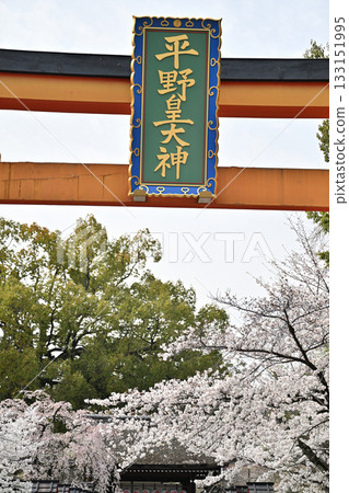 Cherry blossoms at Hirano Shrine in Kyoto, Spring 2024 Cherry blossoms at Hirano Shrine in Kyoto, Spring 2024 133151995
