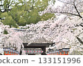Cherry blossoms at Hirano Shrine in Kyoto, Spring 2024 133151996