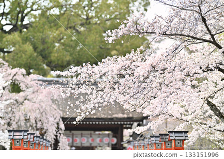 2024年春季，京都平野神社的櫻花盛開 133151996