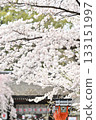 Cherry blossoms at Hirano Shrine in Kyoto, Spring 2024 133151997