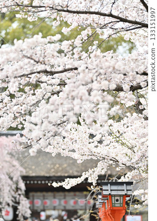 2024年春季，京都平野神社的櫻花盛開 133151997