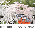 Cherry blossoms at Hirano Shrine in Kyoto, Spring 2024 133151998
