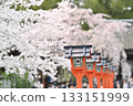 Cherry blossoms at Hirano Shrine in Kyoto, Spring 2024 133151999