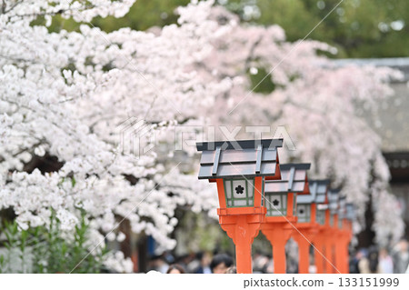 Cherry blossoms at Hirano Shrine in Kyoto, Spring 2024 Cherry blossoms at Hirano Shrine in Kyoto, Spring 2024 133151999