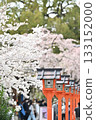 Cherry blossoms at Hirano Shrine in Kyoto, Spring 2024 133152000