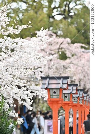 Cherry blossoms at Hirano Shrine in Kyoto, Spring 2024 Cherry blossoms at Hirano Shrine in Kyoto, Spring 2024 133152000