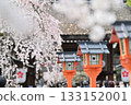 Cherry blossoms at Hirano Shrine in Kyoto, Spring 2024 133152001