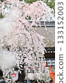Cherry blossoms at Hirano Shrine in Kyoto, Spring 2024 133152003