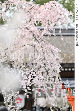Cherry blossoms at Hirano Shrine in Kyoto, Spring 2024 Cherry blossoms at Hirano Shrine in Kyoto, Spring 2024 133152003