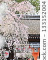 Cherry blossoms at Hirano Shrine in Kyoto, Spring 2024 133152004