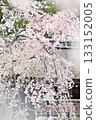 Cherry blossoms at Hirano Shrine in Kyoto, Spring 2024 133152005