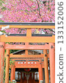 Cherry blossoms at Hirano Shrine in Kyoto, Spring 2024 133152006