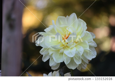 The dahlias are blooming beautifully. 133152016