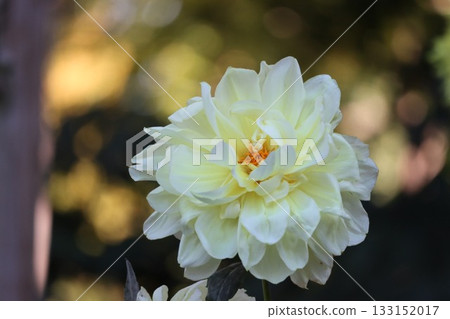 The dahlias are blooming beautifully. 133152017