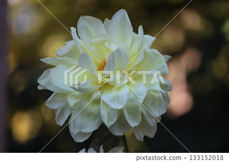 The dahlias are blooming beautifully. 133152018