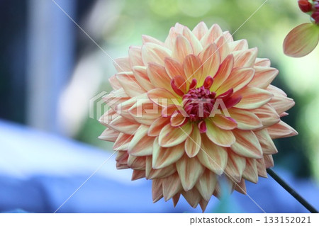 The dahlias are blooming beautifully. 133152021