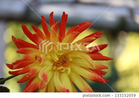 The dahlias are blooming beautifully. The dahlias are blooming beautifully. 133152059