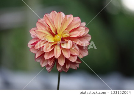 The dahlias are blooming beautifully. The dahlias are blooming beautifully. 133152064