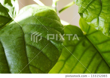 The veins of a heart-shaped leaf, a houseplant with vibrant green leaves 133152065
